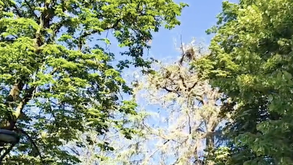 Ibis sacro a Novara, la situazione